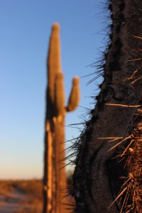 Kofa Wildlife Refuge