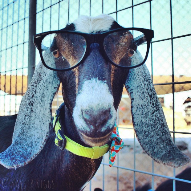 KayshasGoatGlasses