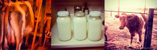 Maggie the Dairy Cow