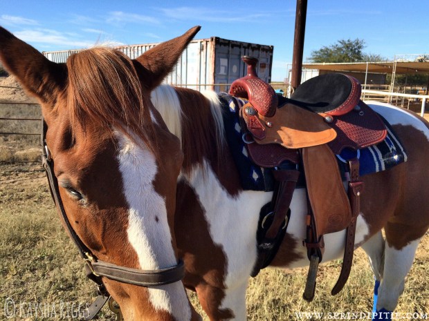 SedonaPaintHorseSaddle