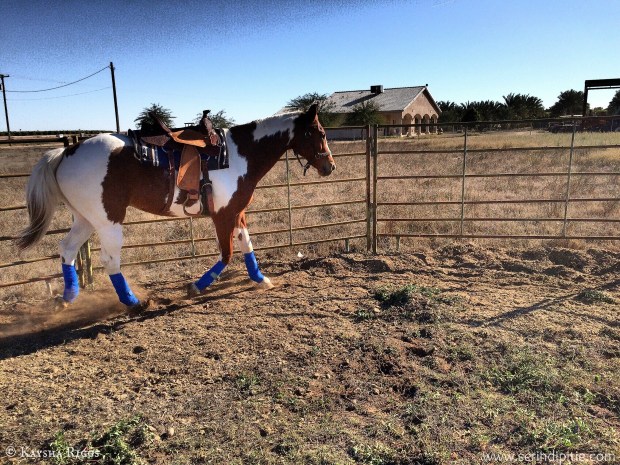 SedonaPaintHorseRoundPen