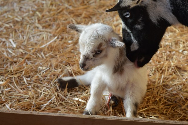 First time goat birth tips Nigerian Dwarf doe