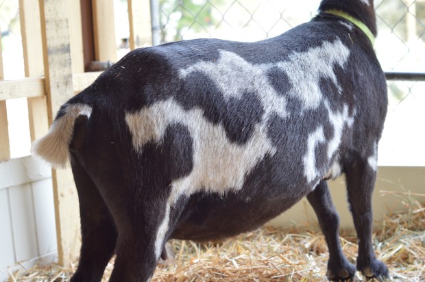 Shaving your Nigerian Dwarf goat doe before birth