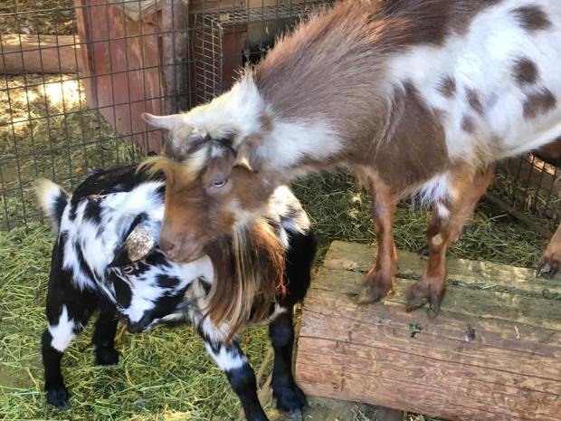 Goat Little Big Guy.jpg