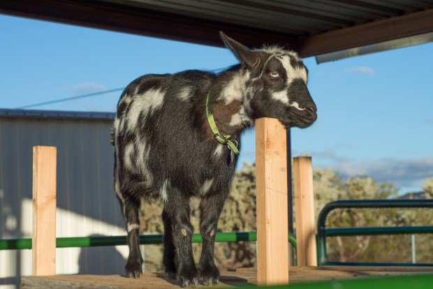Woeful Pregnant Nigerian Dwarf Goat Doe
