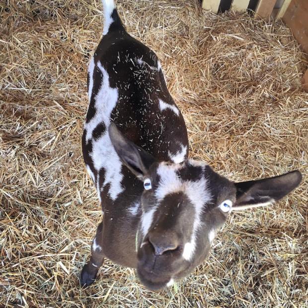 Pregnant Nigerian Dwarf Goat