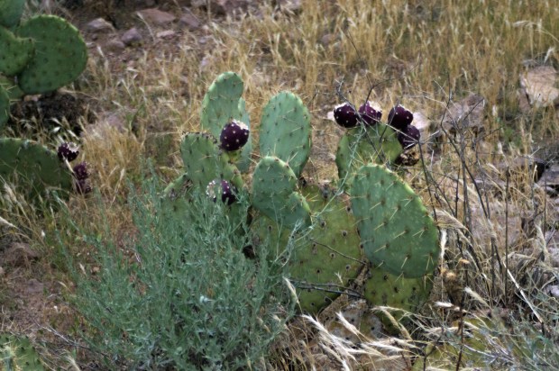 DSC_0470_pricklypear.jpg
