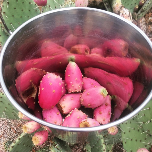 PricklyPearFruit1 copy