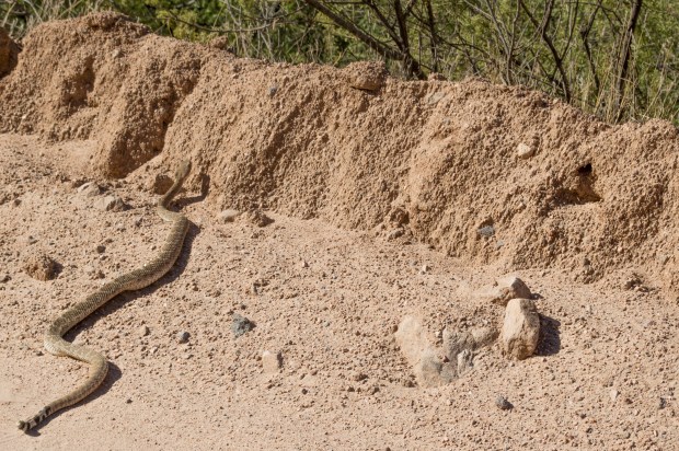 DSC_0385_rattlesnake